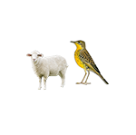 Njabini Wool Crafters