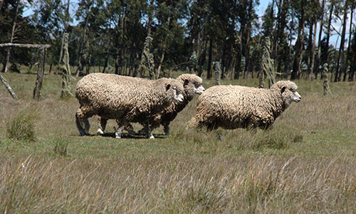 Njabini-sheep-wool